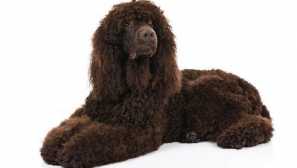 Вода спаниел или шанън спаниел